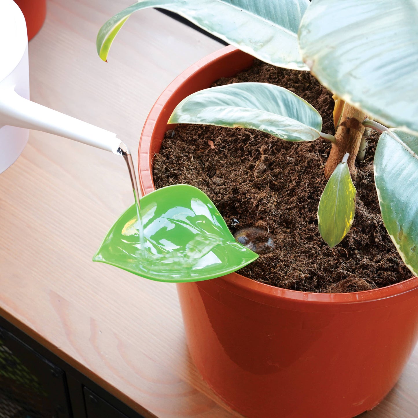 Foliage Funnel